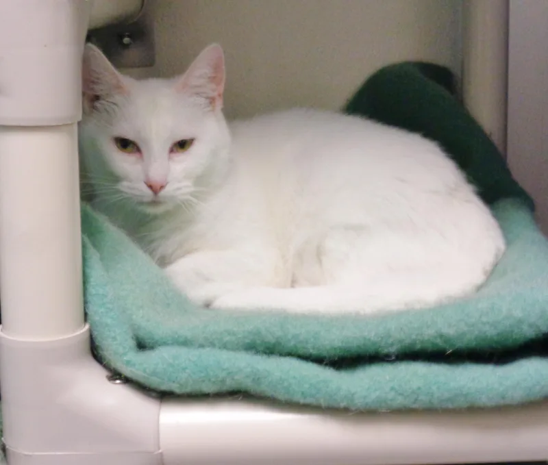 A young small-sized female White Domestic Short Hair cat named Torte for adoption in Delhi, NY