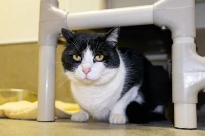 Cassandra thumbnail 2