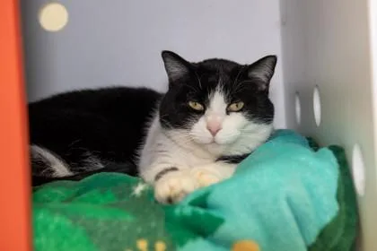 Cassandra thumbnail 3