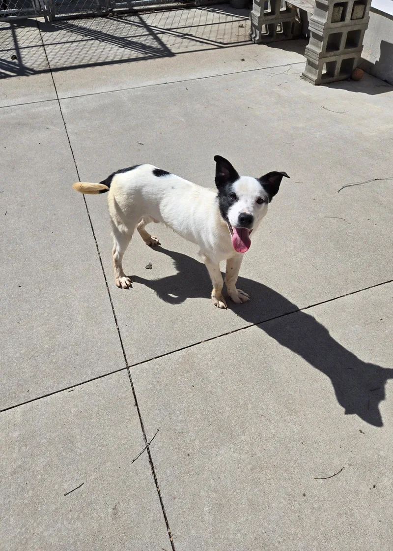 An adult medium-sized male Mixed Breed dog named Trex for adoption in Maquoketa, IA