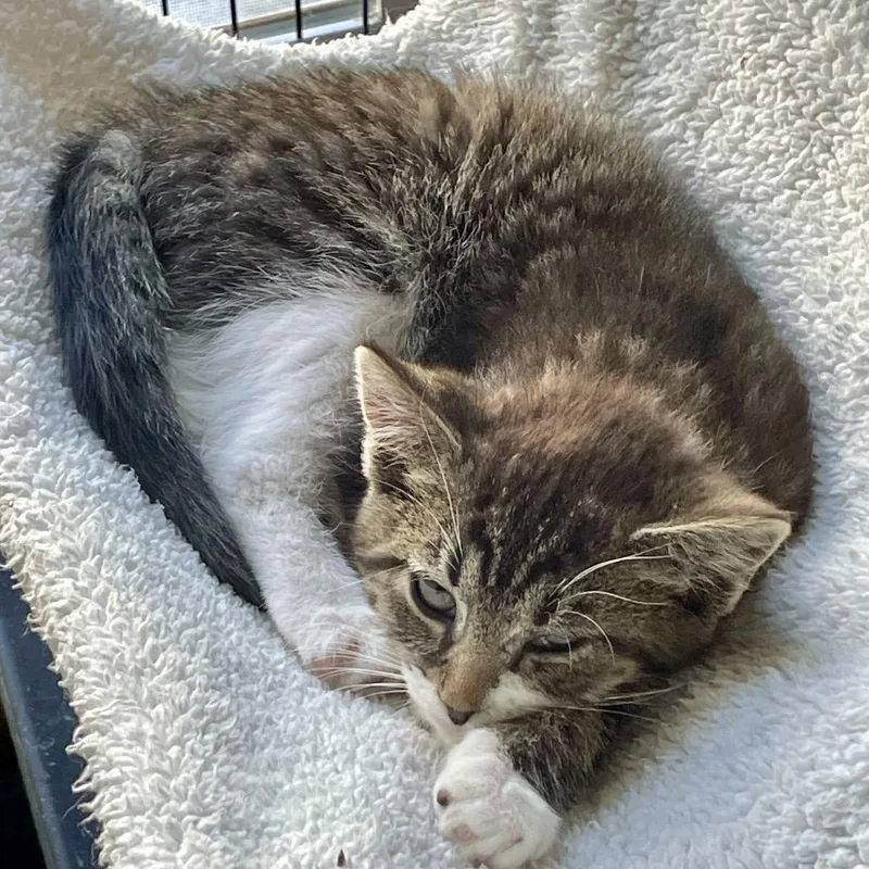 A young small-sized female Brown / Chocolate Domestic Short Hair cat named Sabrina for adoption in Falls Church, VA