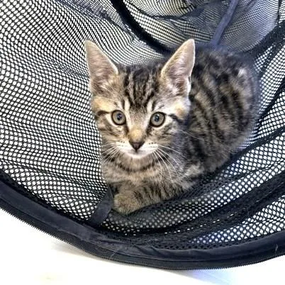 A baby medium-sized male Tabby (Buff / Tan / Fawn) Domestic Short Hair cat named Scout for adoption in Long Beach, WA