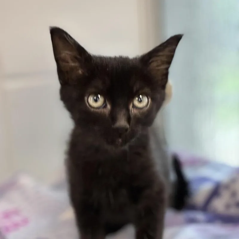 A baby small-sized male Black Domestic Short Hair cat named Spumoni for adoption in South Elgin, IL