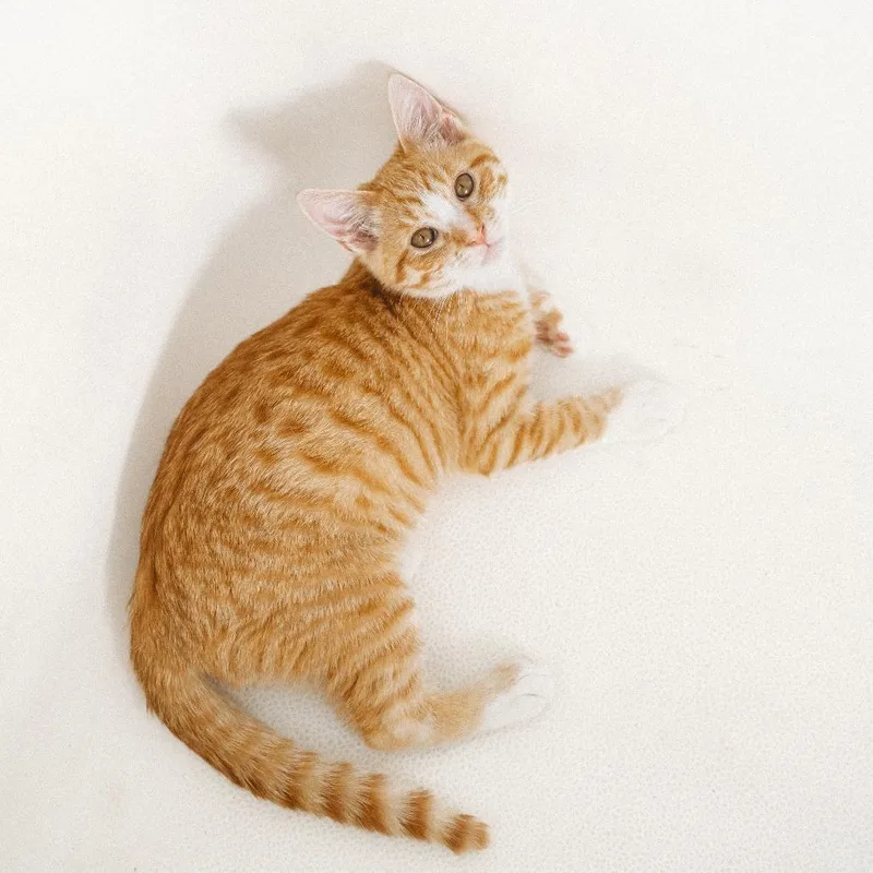 A baby small-sized male Orange / Red Domestic Short Hair cat named Fuji Jessup for adoption in Eagle Mountain, UT