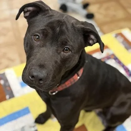 An adult medium-sized male Pit Bull Terrier dog named Dorito for adoption in Worcester, MA