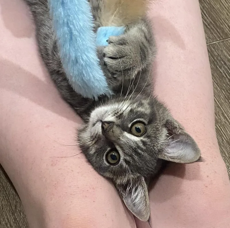 A baby small-sized male Gray / Blue / Silver Domestic Short Hair cat named Willet for adoption in Dallas, TX