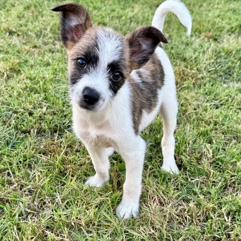 A baby small-sized male White / Cream Terrier dog named Twix for adoption in Baton Rouge, LA