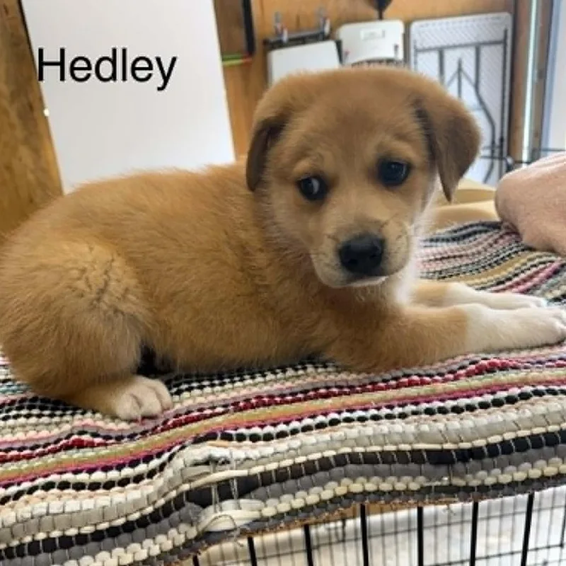 A baby medium-sized male Brown / Chocolate Mixed Breed dog named Hedley for adoption in Alexandria, VA