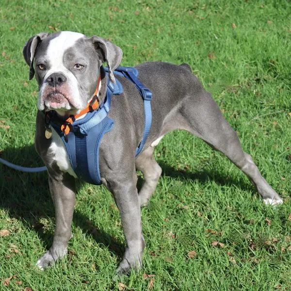 An adult large-sized male Boxer dog named Darwin for adoption in Oakland, CA
