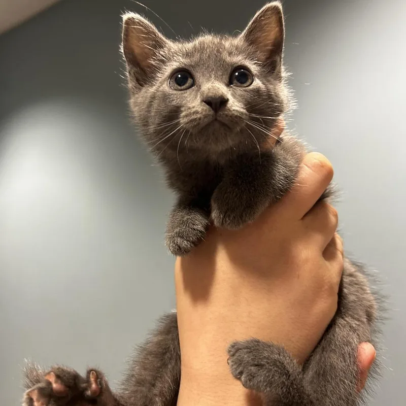 A baby small-sized female Gray / Blue / Silver Domestic Short Hair cat named Felicity for adoption in Chattanooga, TN