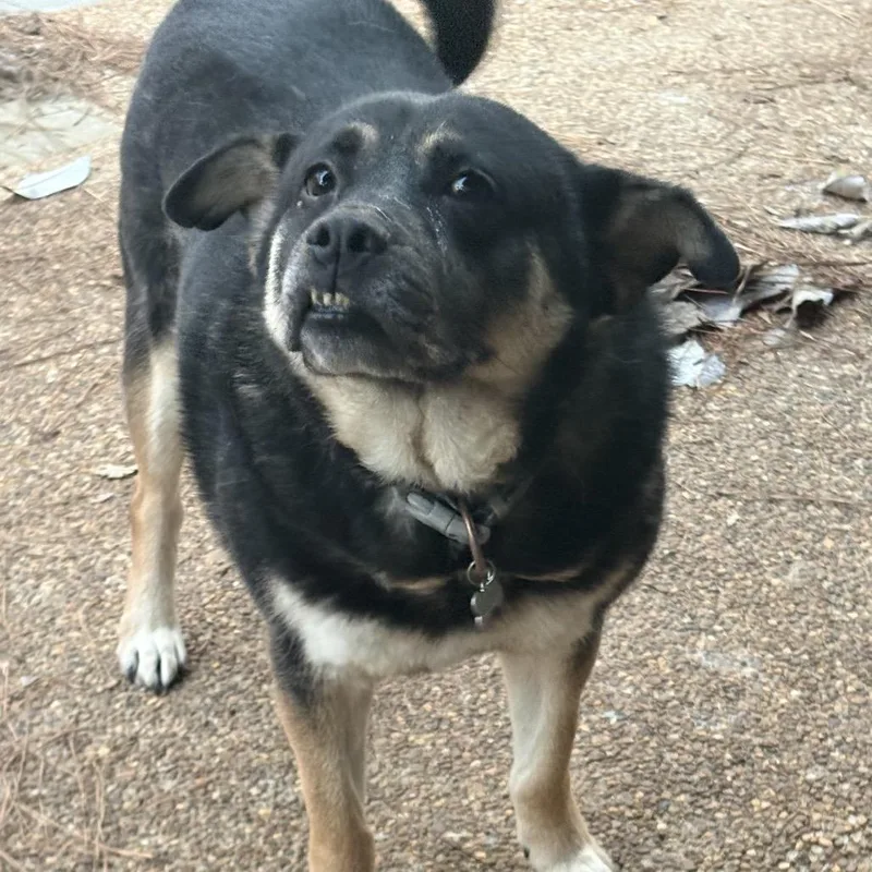 Franky Meatballs thumbnail 2