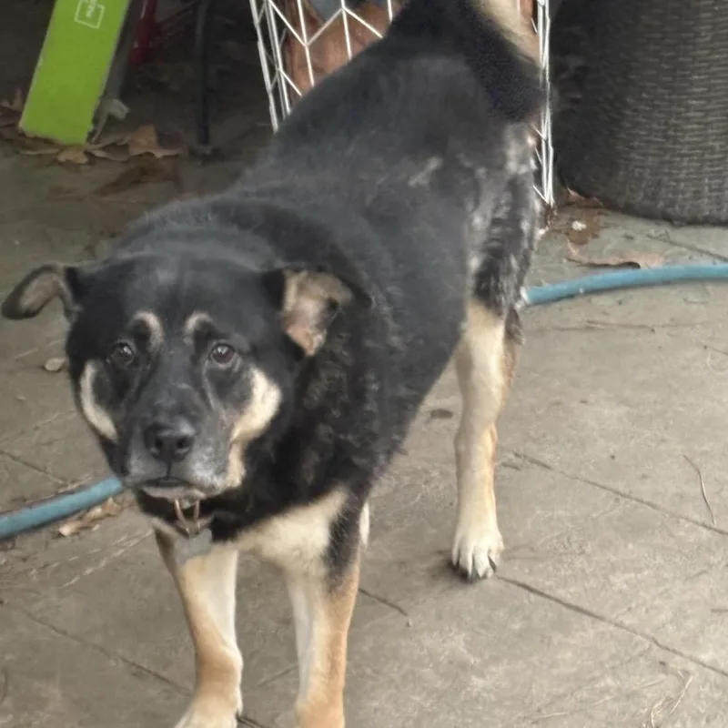 Franky Meatballs thumbnail 3