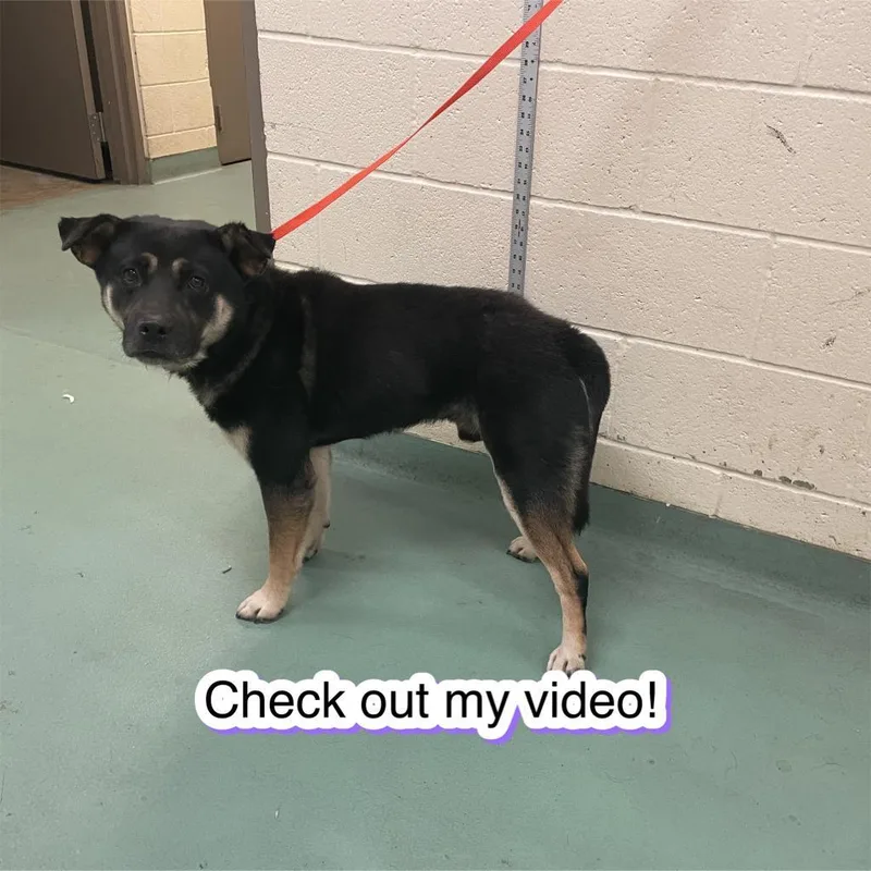 Franky Meatballs thumbnail 4