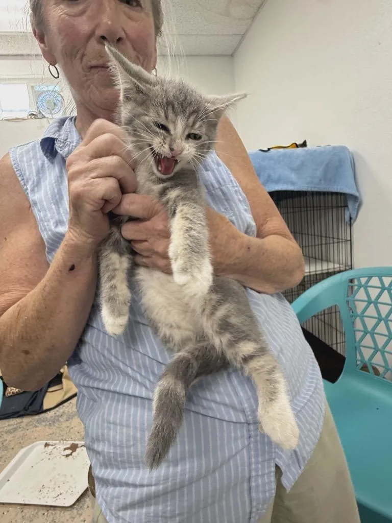 A baby medium-sized female Tabby cat named Rhubarb for adoption in Grand Junction, CO