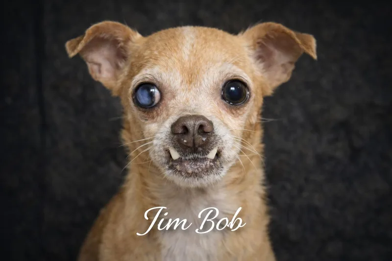 Jim Bob thumbnail 2
