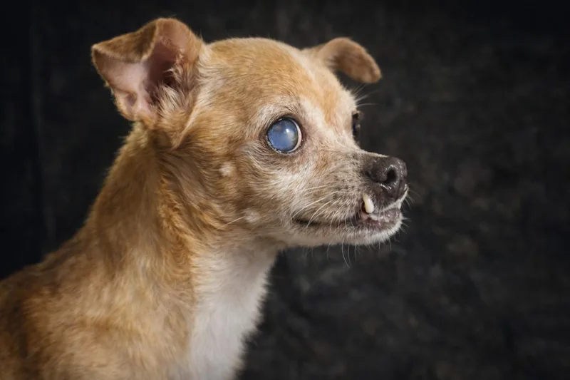 An adult small-sized male Brown / Chocolate Chihuahua dog named Jim Bob for adoption in Livingston, TX