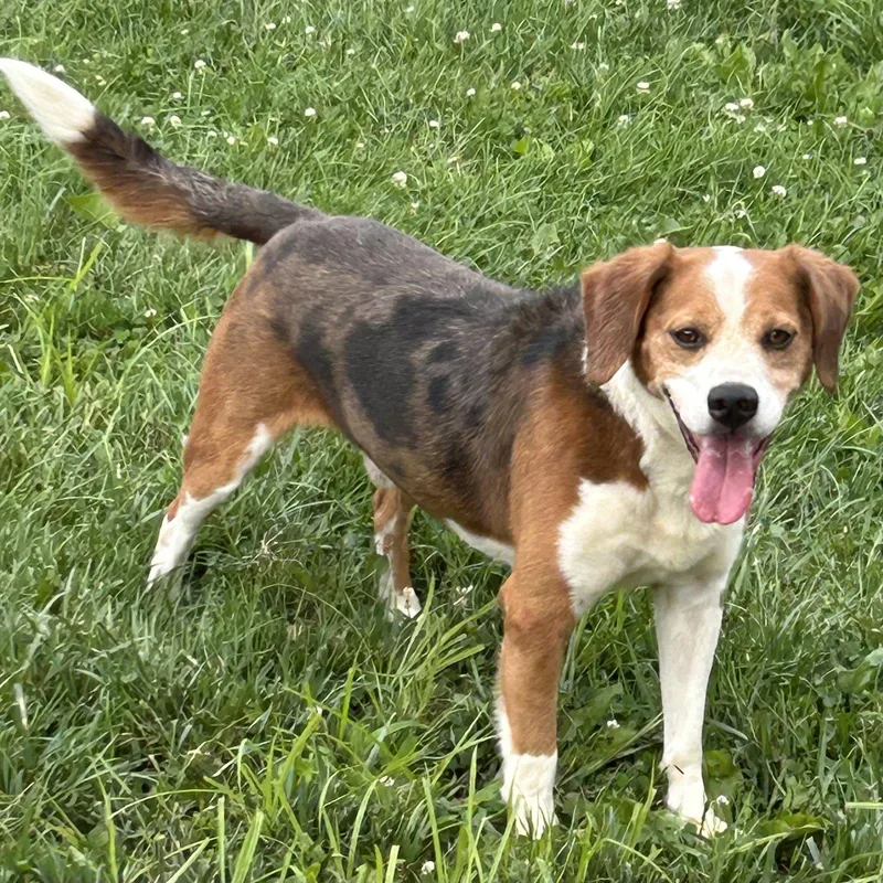 An adult medium-sized male Beagle dog named Ace for adoption in Norwood, OH