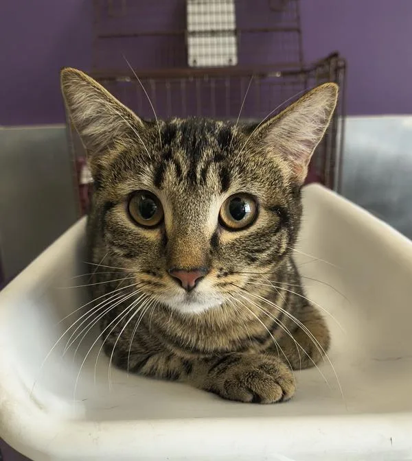 A young medium-sized female Domestic Short Hair cat named Maisie for adoption in Salt Lake City, UT
