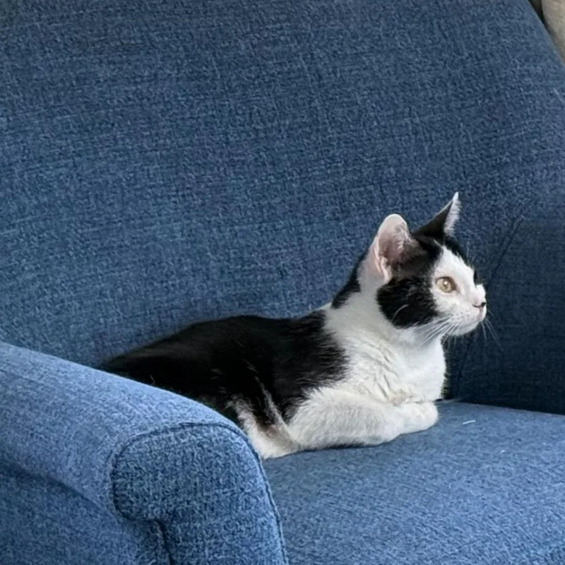 An adult medium-sized female Black & White / Tuxedo Domestic Short Hair cat named Sadie for adoption in Indianapolis, IN