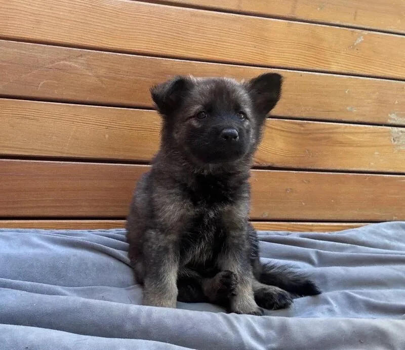 A young large-sized female German Shepherd Dog dog named Atalanta for adoption in Seattle, WA
