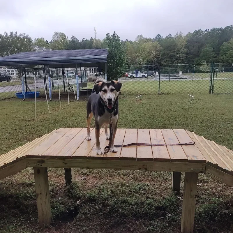 An adult medium-sized male Yellow / Tan / Blond / Fawn Shepherd dog named Theodore for adoption in Gloucester, VA