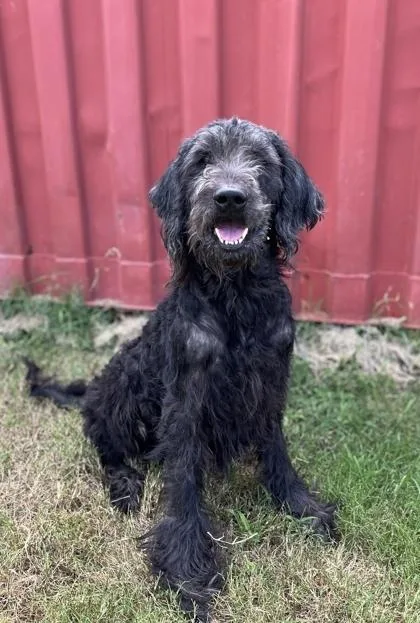 An adult medium-sized male Black Goldendoodle dog named Travis for adoption in Dallas, TX