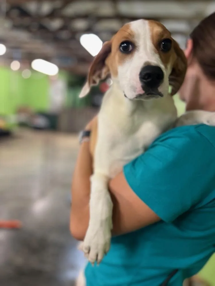 A baby medium-sized male Tricolor (Brown, Black, & White) Terrier dog named Simba for adoption in Elmsford, NY