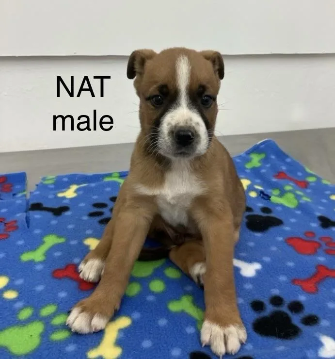 Nat
