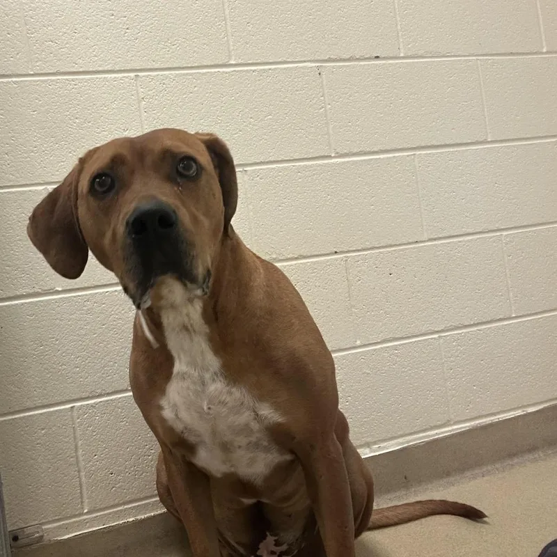 An adult large-sized male Red / Chestnut / Orange Mixed Breed dog named Mace for adoption in Asheville, NC