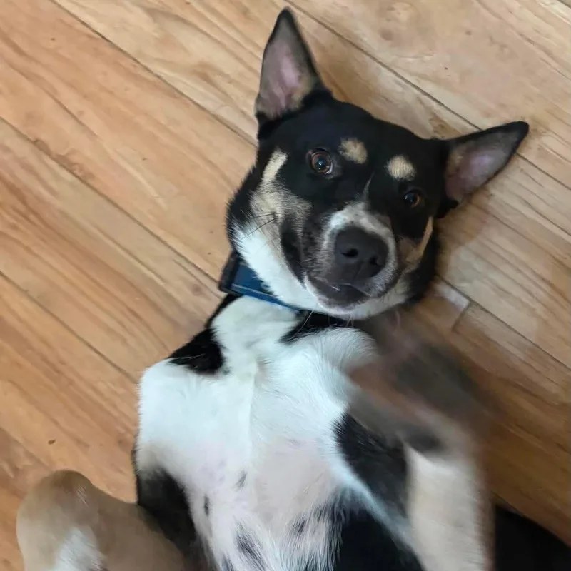 A baby medium-sized female Australian Kelpie dog named Charity for adoption in Newport, WA