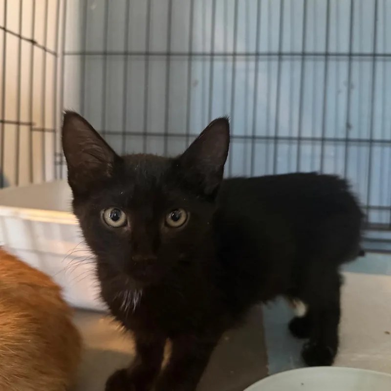 A baby small-sized female Black Domestic Short Hair cat named Azula for adoption in Escondido, CA