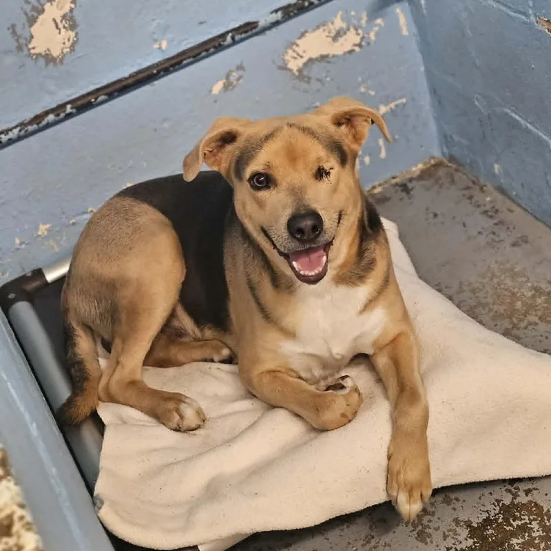 An adult small-sized male Yellow / Tan / Blond / Fawn Mixed Breed dog named Sonny for adoption in Pulaski, TN