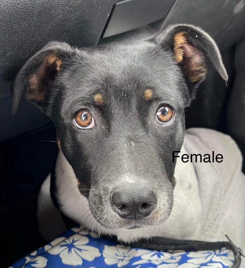 Kind Staffie Pups Galore!!