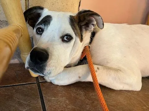 Kind Staffie Pups Galore!! thumbnail 2