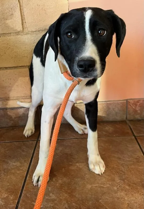 Kind Staffie Pups Galore!! thumbnail 3