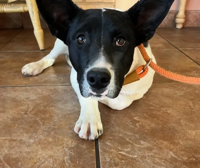 Kind Staffie Pups Galore!! thumbnail 4