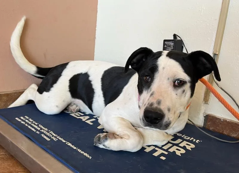 Kind Staffie Pups Galore!! thumbnail 5