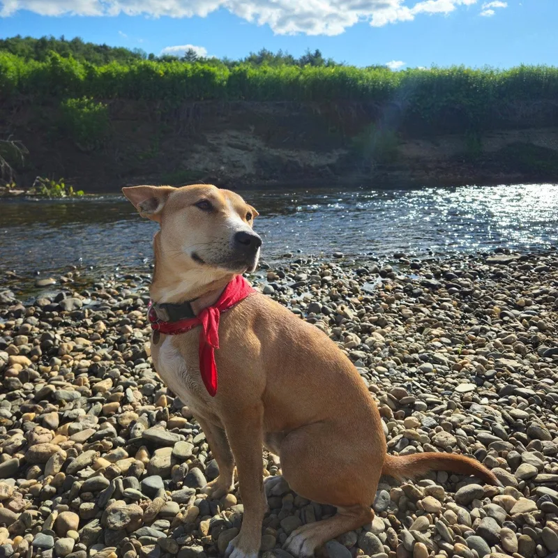 An adult medium-sized female Terrier dog named Desert for adoption in San Diego, CA