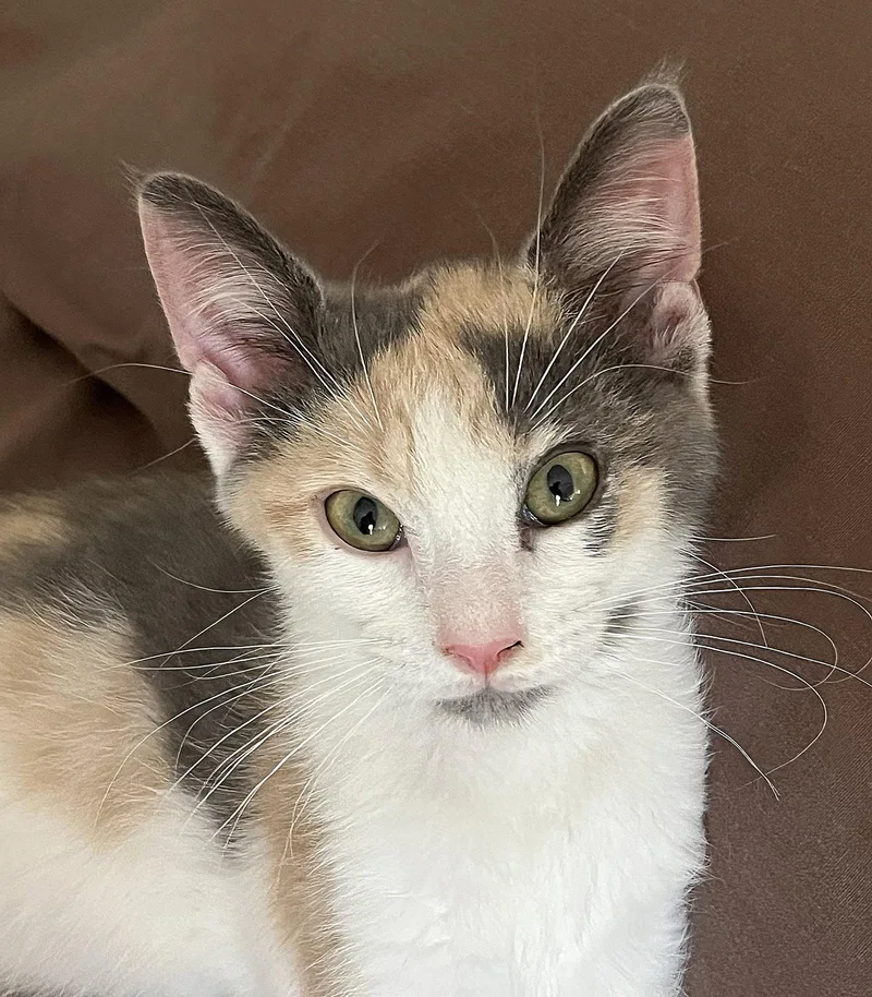 A baby medium-sized female Dilute Calico cat named Teri for adoption in Whitehall, PA
