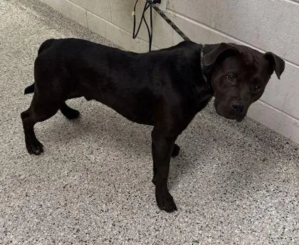 An adult large-sized male Black Pit Bull Terrier dog named Hank for adoption in Kansas City, MO