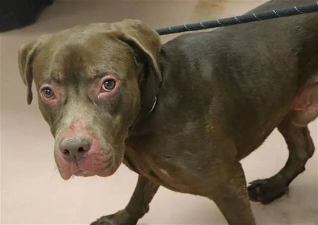 A young large-sized male Mixed Breed dog named Max for adoption in Columbia, SC