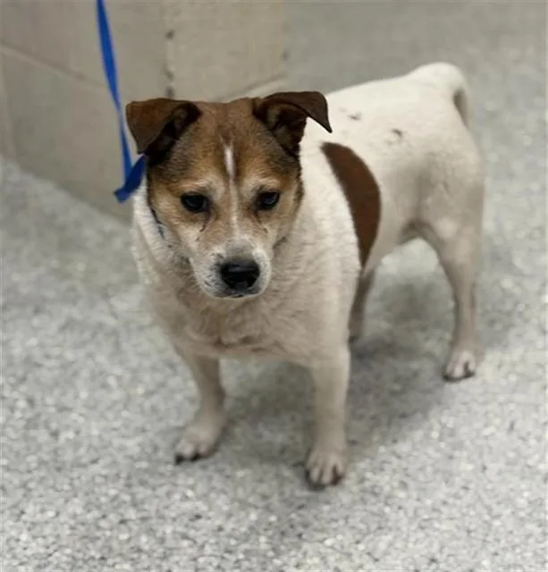 An adult small-sized male Rat Terrier dog named Mason for adoption in Conroe, TX