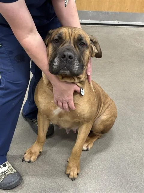 An adult large-sized female Mastiff dog named Saltine for adoption in Upper Marlboro, MD