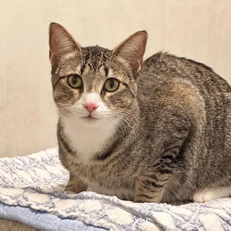 A young large-sized male Domestic Short Hair cat named Chewy for adoption in Hailey, ID