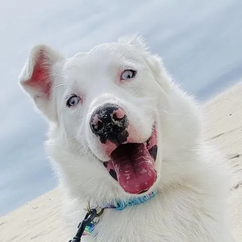 An adult medium-sized male White / Cream Australian Shepherd dog named Echo for adoption in Pacific Grove, CA