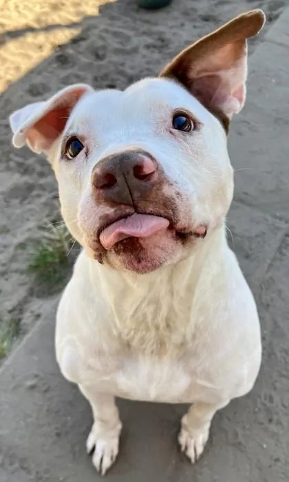 An adult large-sized male Mixed Breed dog named Yuki for adoption in Savannah, GA