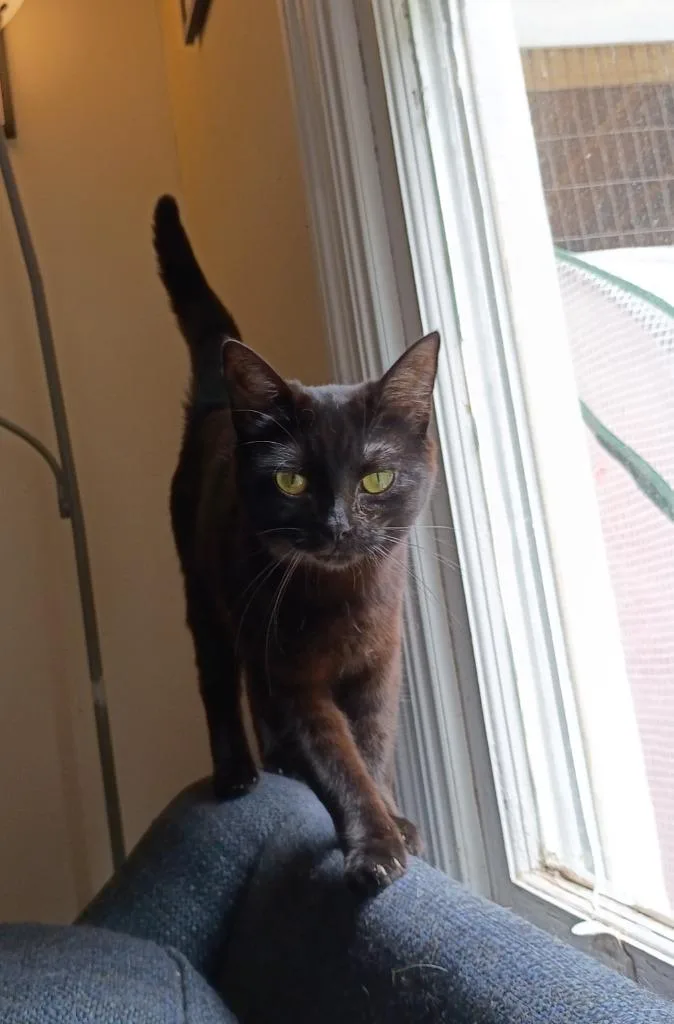 A young medium-sized female Burmese cat named Purrl Noire for adoption in Hardeeville, SC