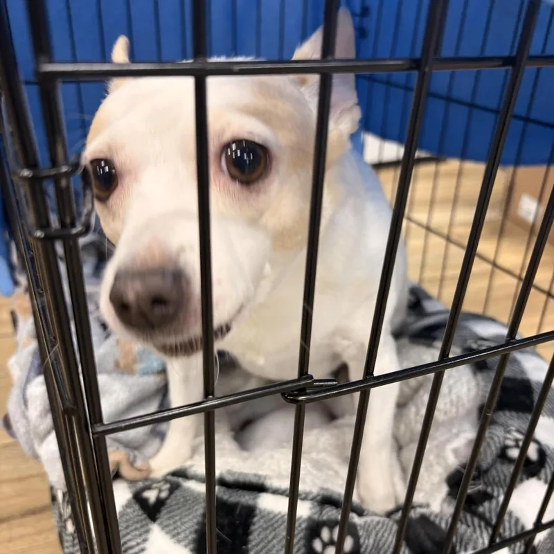 A senior small-sized female White / Cream Chihuahua dog named Mystery for adoption in Newark, NJ