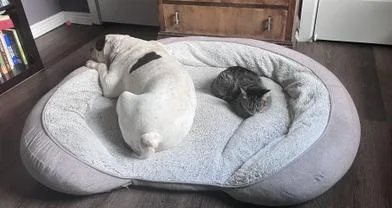 Biscuit thumbnail 3
