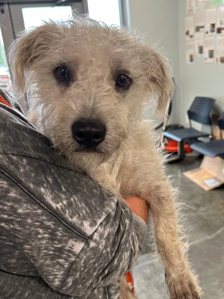 A young medium-sized male Schnauzer dog named Chickpea for adoption in Gautier, MS